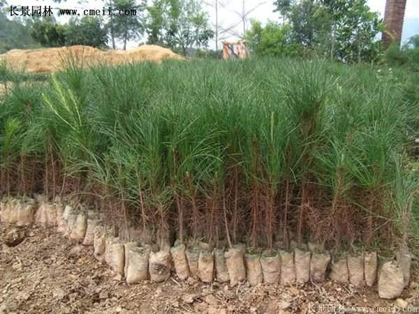 沭陽(yáng)黑松苗、黑松樹(shù) 沭陽(yáng)黑松苗、黑松樹(shù)