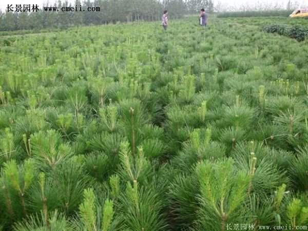 沭陽(yáng)黑松苗、黑松樹(shù) 沭陽(yáng)黑松苗、黑松樹(shù)