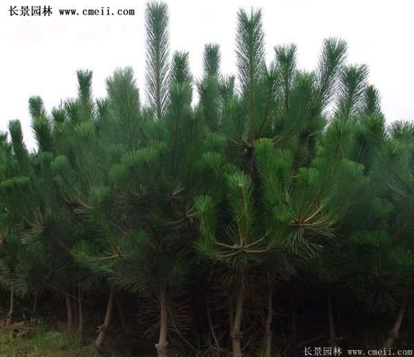 沭陽(yáng)黑松苗、黑松樹(shù) 沭陽(yáng)黑松苗、黑松樹(shù)