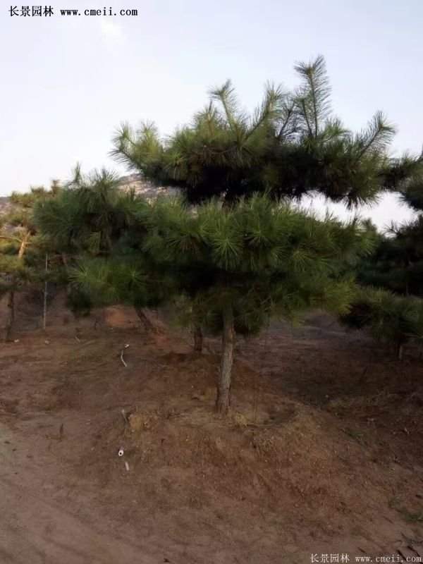 沭陽(yáng)黑松苗、黑松樹(shù) 沭陽(yáng)黑松苗、黑松樹(shù)