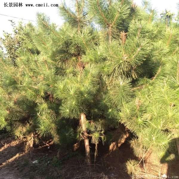 沭陽(yáng)黑松苗、黑松樹(shù) 沭陽(yáng)黑松苗、黑松樹(shù)