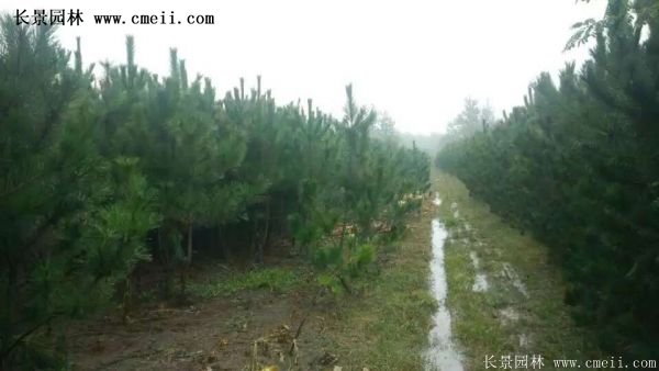 沭陽(yáng)黑松苗、黑松樹(shù) 沭陽(yáng)黑松苗、黑松樹(shù)