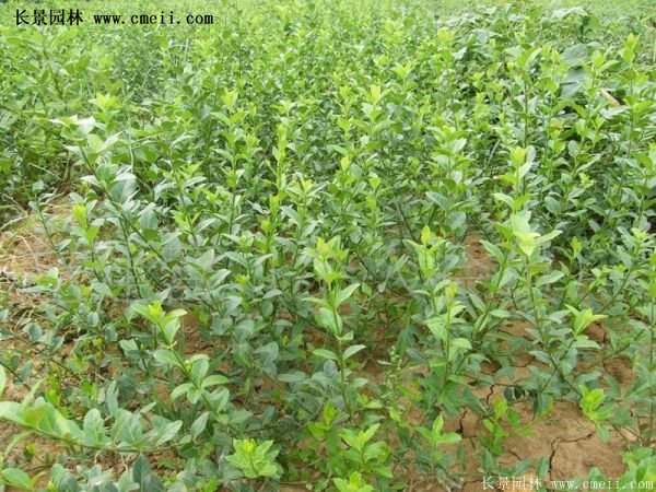 扶芳藤規(guī)格 扶芳藤規(guī)格