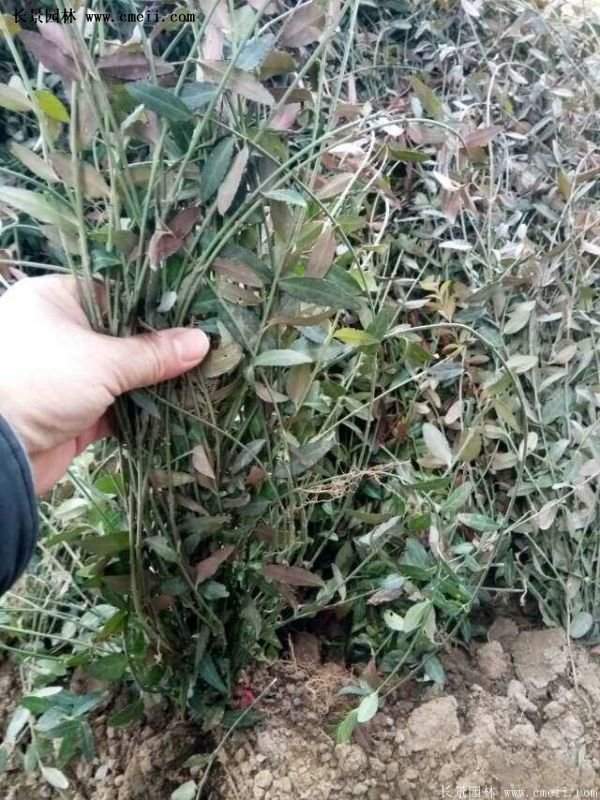 扶芳藤規(guī)格 扶芳藤規(guī)格