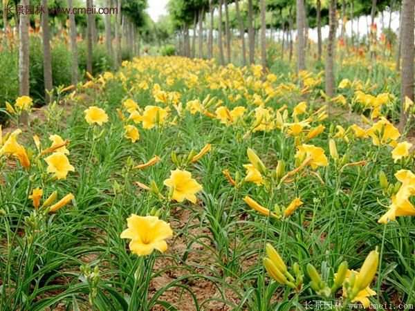 江蘇金娃娃萱草批發價格