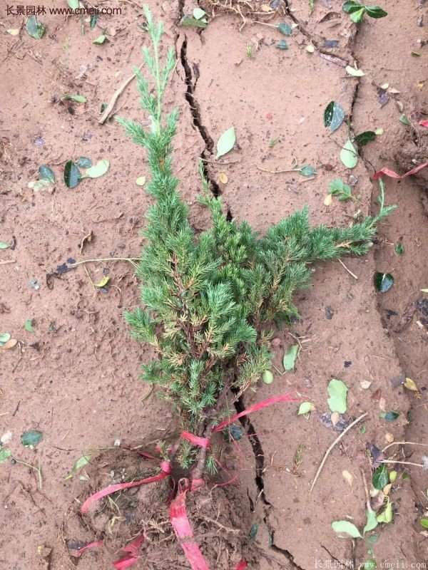 沭陽(yáng)的地柏