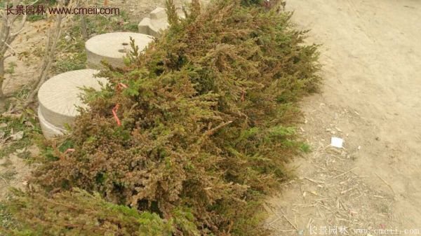 沭陽(yáng)的地柏