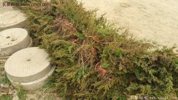 沭陽(yáng)的地柏