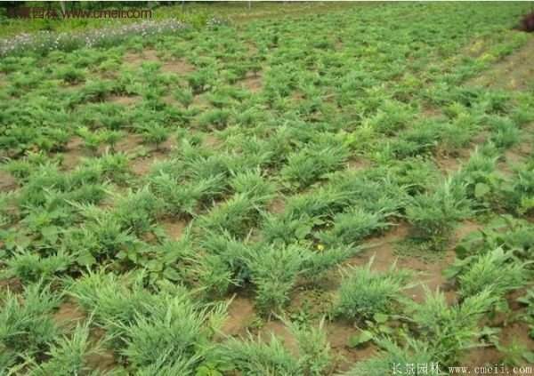 沭陽(yáng)的地柏