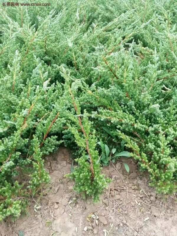 沭陽(yáng)的地柏