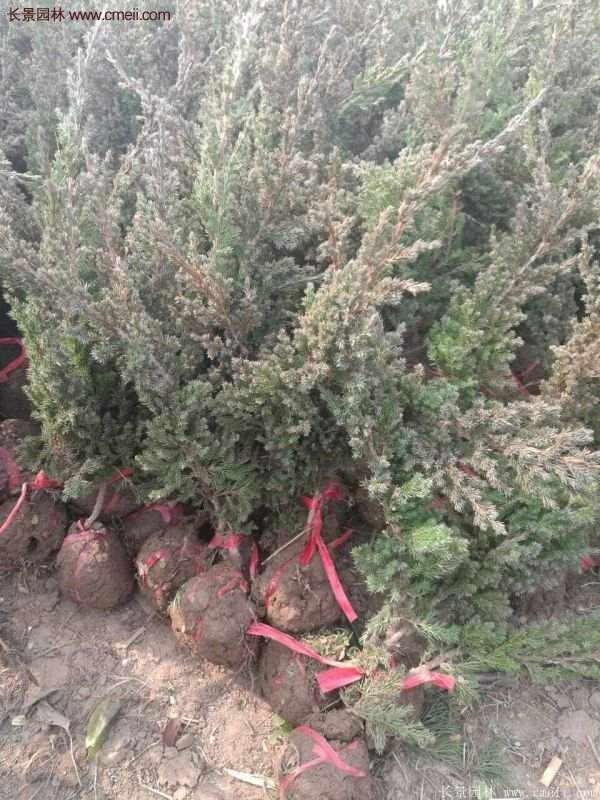 沭陽地柏的優勢