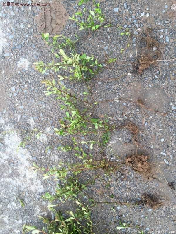 沭陽火棘苗、火棘球