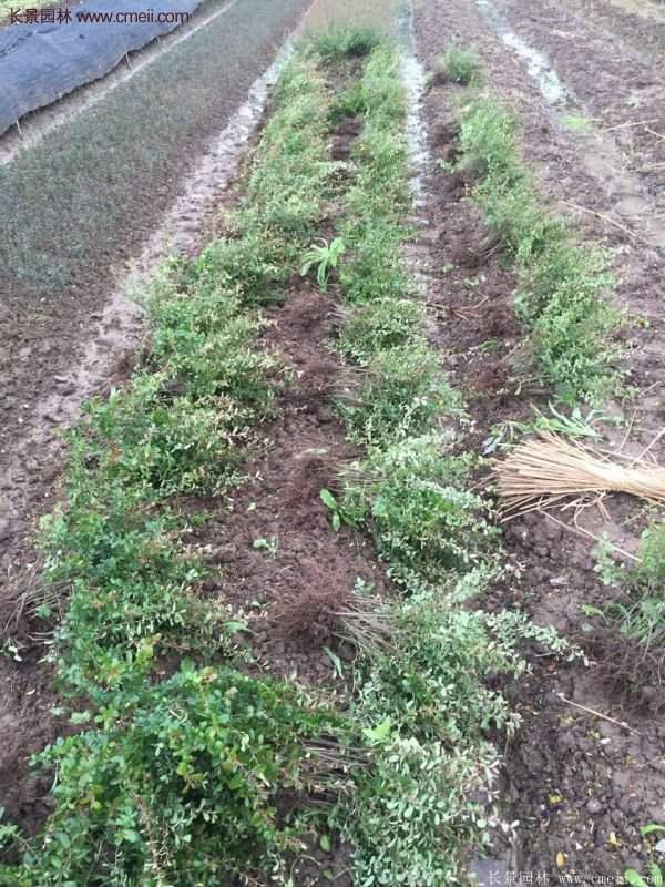 沭陽火棘苗、火棘球