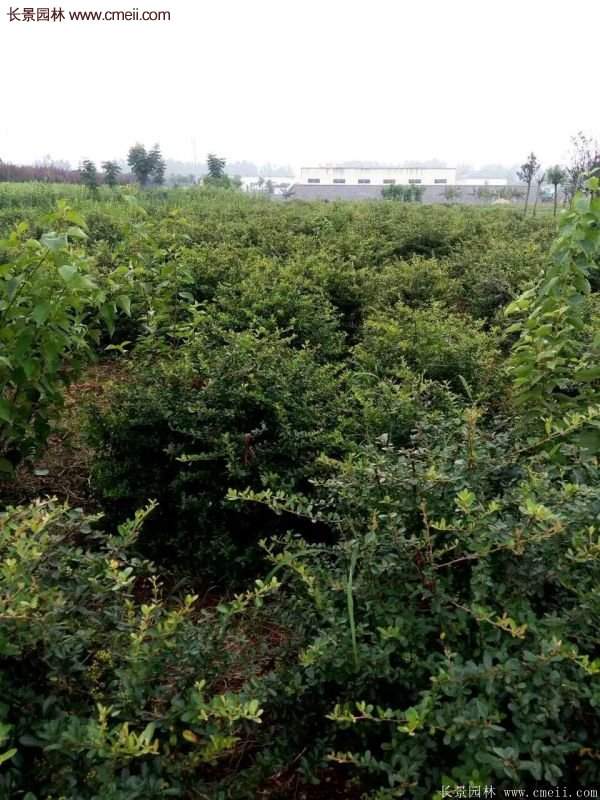 沭陽火棘苗、火棘球