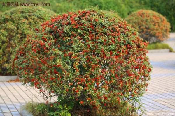 沭陽火棘苗、火棘球