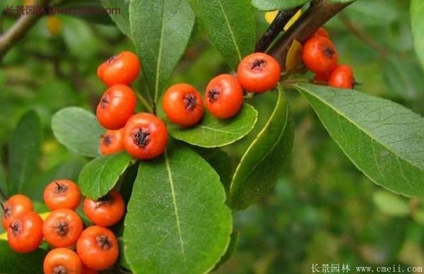 沭陽(yáng)火棘苗、火棘球 沭陽(yáng)火棘苗、火棘球