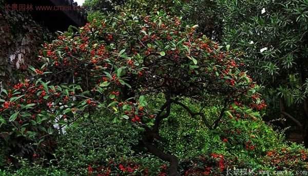 沭陽(yáng)火棘苗、火棘球 沭陽(yáng)火棘苗、火棘球