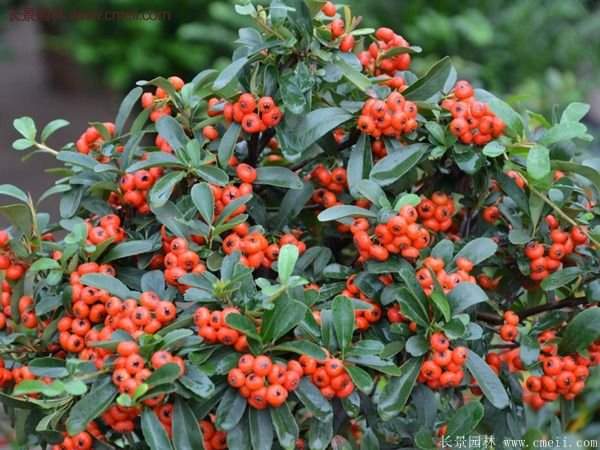 沭陽(yáng)火棘苗、火棘球 沭陽(yáng)火棘苗、火棘球