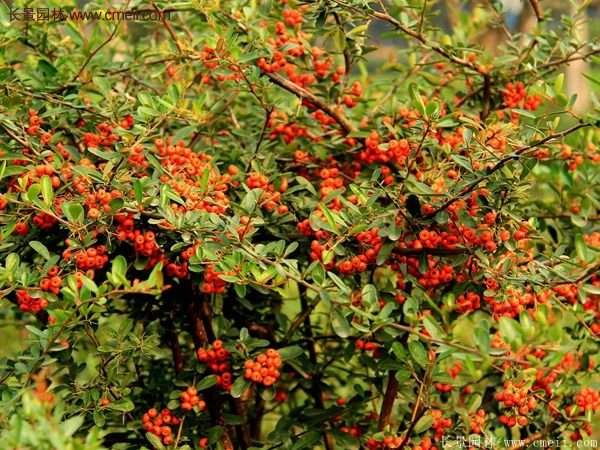 沭陽(yáng)火棘苗、火棘球 沭陽(yáng)火棘苗、火棘球