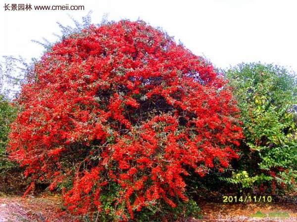 沭陽(yáng)火棘苗、火棘球 沭陽(yáng)火棘苗、火棘球