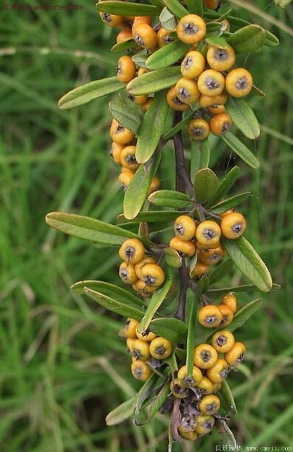 沭陽(yáng)火棘 沭陽(yáng)火棘