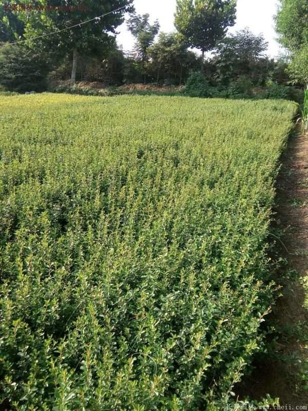 沭陽(yáng)火棘 沭陽(yáng)火棘