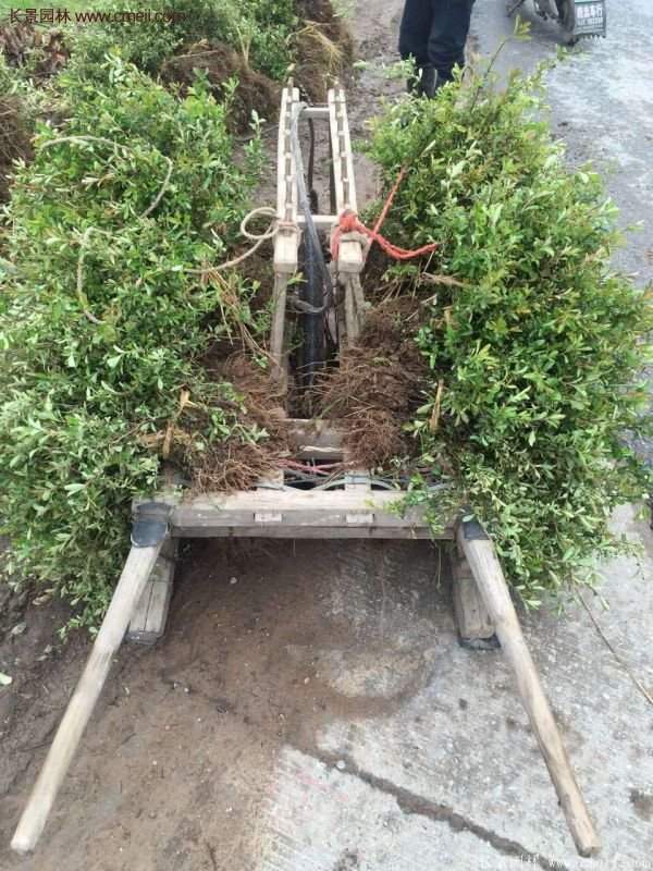 沭陽(yáng)火棘 沭陽(yáng)火棘