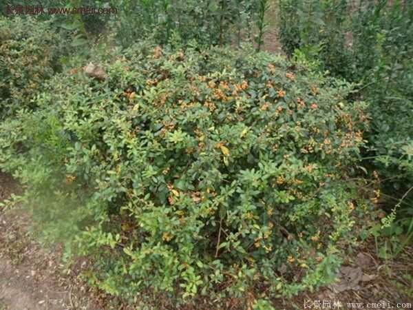 沭陽(yáng)火棘 沭陽(yáng)火棘