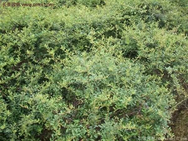 火棘基地 火棘基地