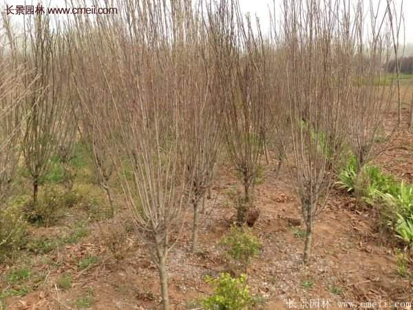 白花重瓣木槿圖片