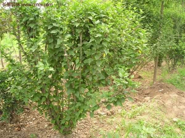 哪種木槿規格在園林上應用最多