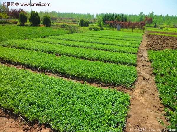 沭陽(yáng)低價(jià)連翹苗