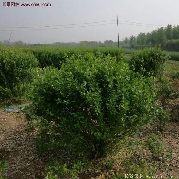 沭陽衛矛球 沭陽衛矛球