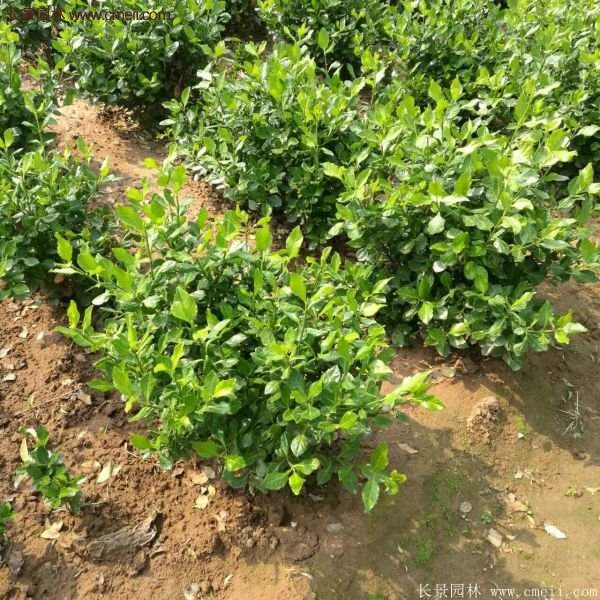 衛(wèi)矛產地 衛(wèi)矛產地