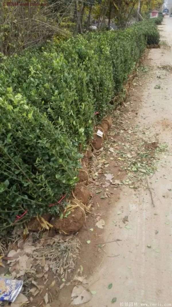 衛(wèi)矛產地 衛(wèi)矛產地