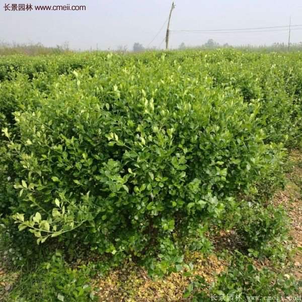 衛(wèi)矛產地 衛(wèi)矛產地