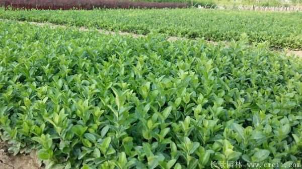 衛(wèi)矛產地 衛(wèi)矛產地