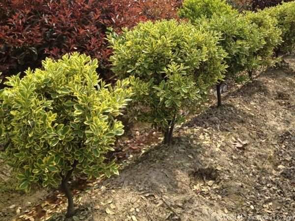 沭陽金邊黃楊基地 沭陽金邊黃楊基地