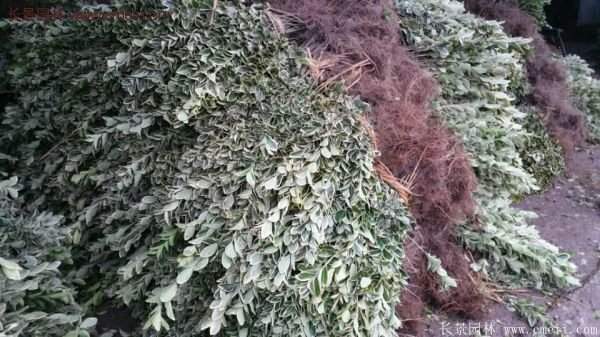 沭陽金邊黃楊基地 沭陽金邊黃楊基地