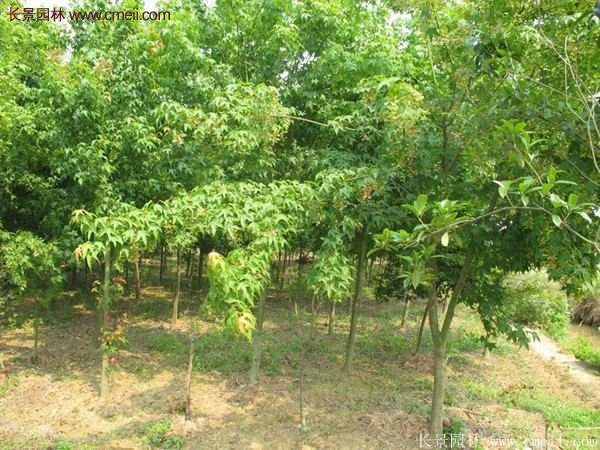 青楓樹苗產地都有哪些地方？