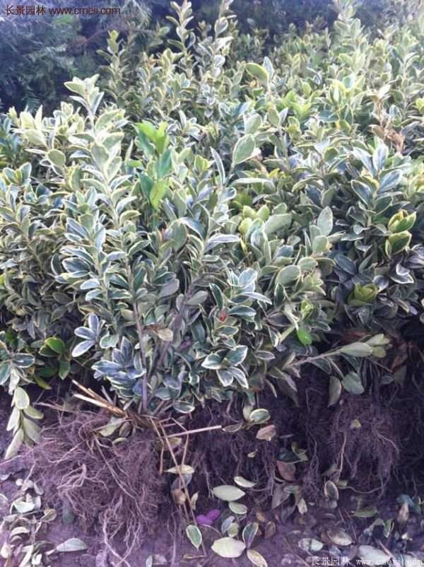 沭陽金邊黃楊價格 沭陽金邊黃楊價格