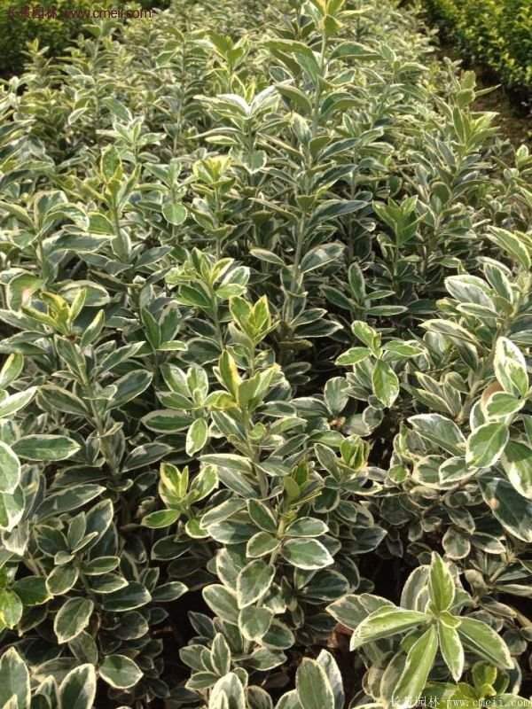 金邊黃楊 金邊黃楊