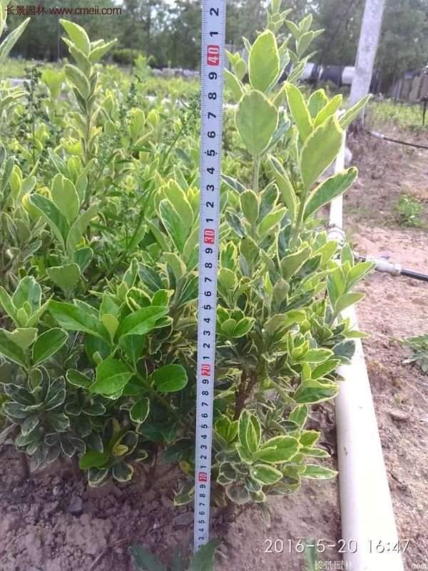 沭陽金邊黃楊的苗價 沭陽金邊黃楊的苗價