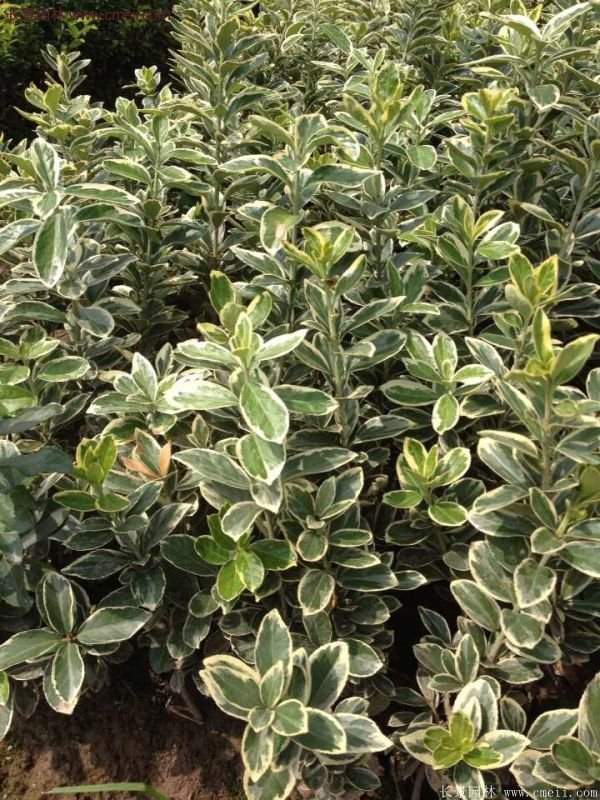 金邊黃楊的產地 金邊黃楊的產地