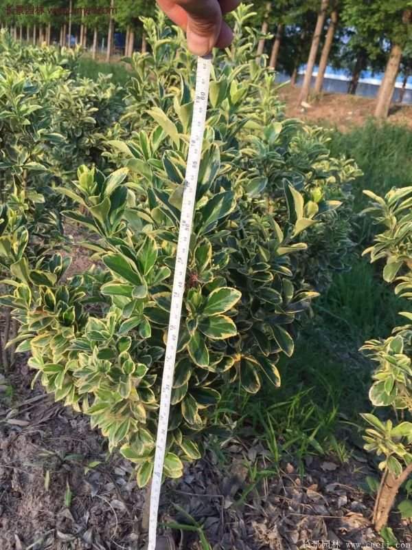 金邊黃楊球的移栽 金邊黃楊球的移栽