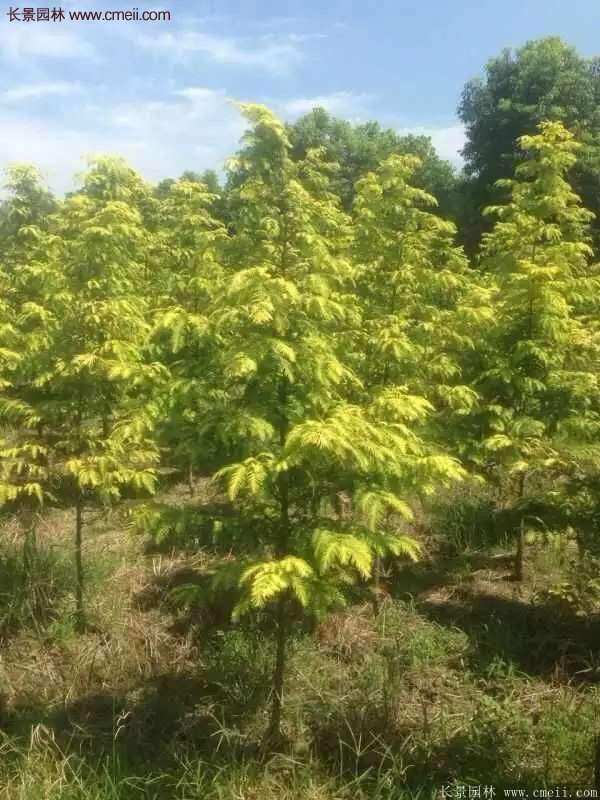 水杉有什么藥用價(jià)值？