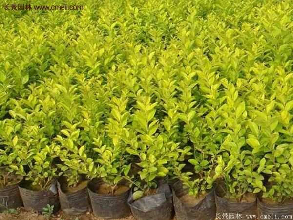 江蘇沭陽(yáng)的金葉女貞基地 江蘇沭陽(yáng)的金葉女貞基地
