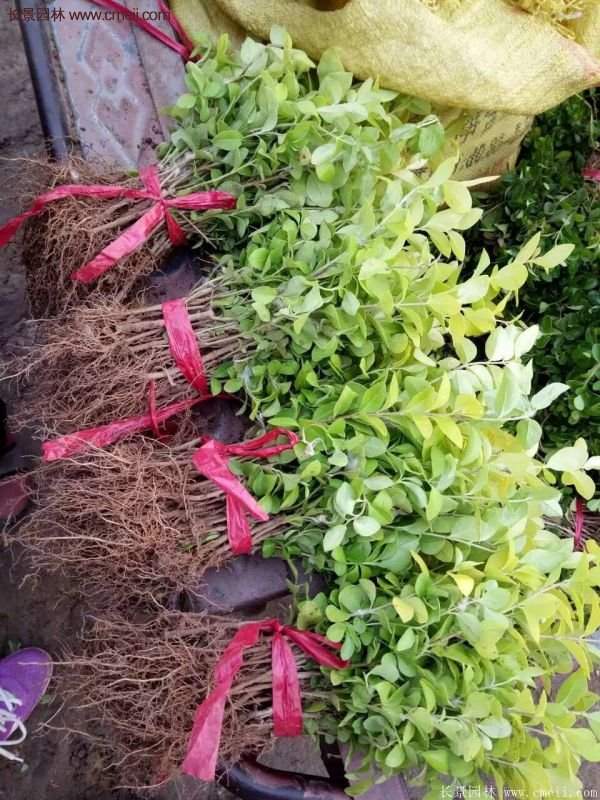 沭陽金葉女貞基地 沭陽金葉女貞基地