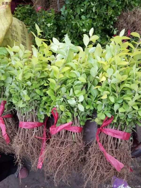 沭陽金葉女貞基地 沭陽金葉女貞基地