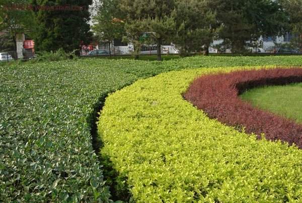 金葉女貞基地 金葉女貞基地